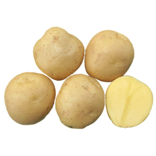 ジャガイモ種芋【　アイマサリ　】サイズ混合 （栽培用 秋植 馬鈴薯 ばれいしょ）