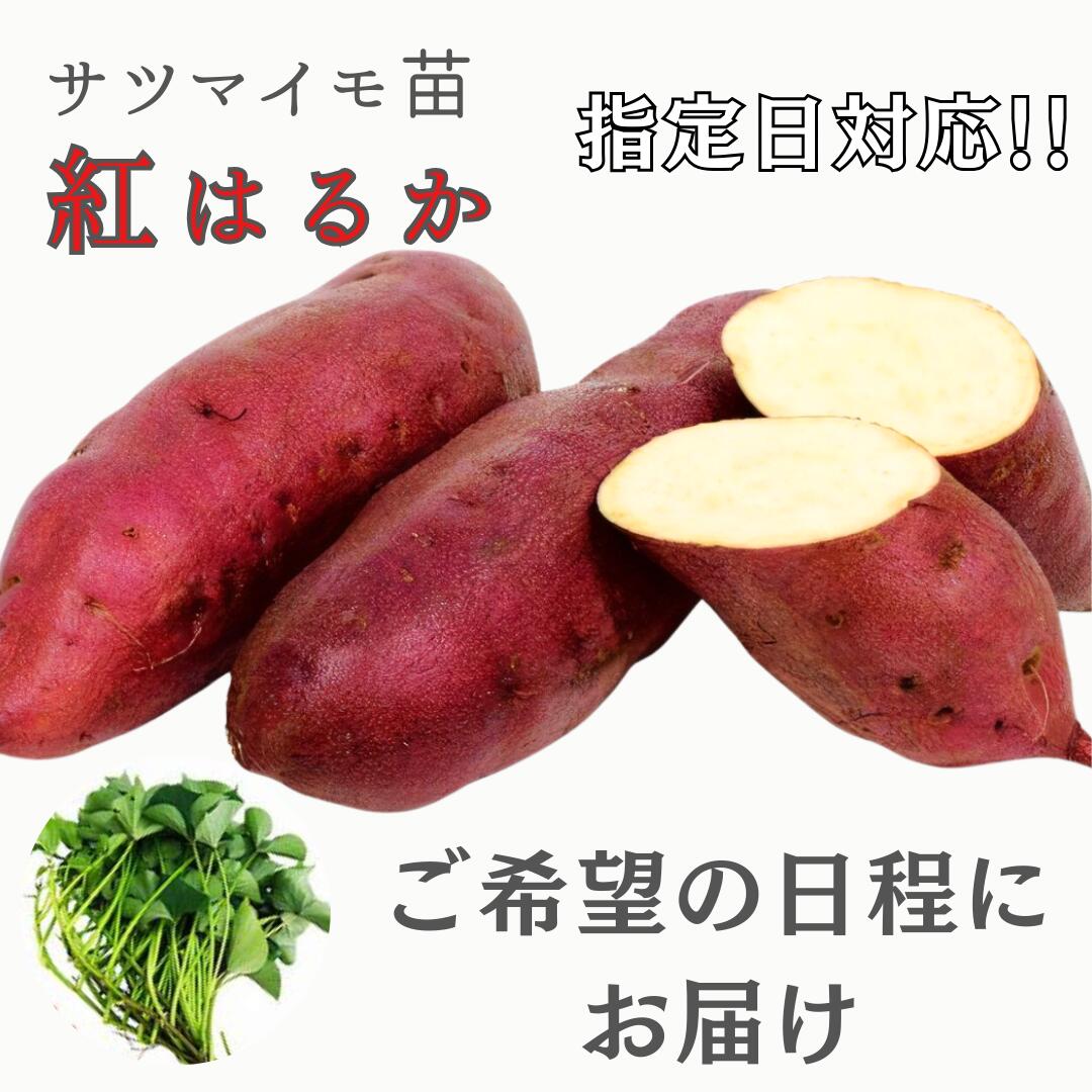 ※指定日対応　ご希望の日程にお届け　※2月早期予約特典ポイント2倍【予約販売】サツマイモ苗 【　紅はるか　 】(切り苗)