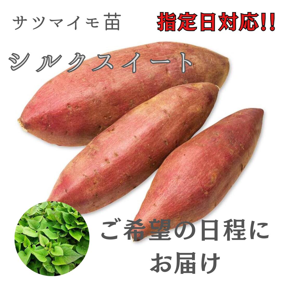 ※指定日対応　ご希望の日程にお届け　※2月早期予約特典ポイント2倍【予約販売】サツマイモ苗 【　シルクスイート　】 (切り苗)