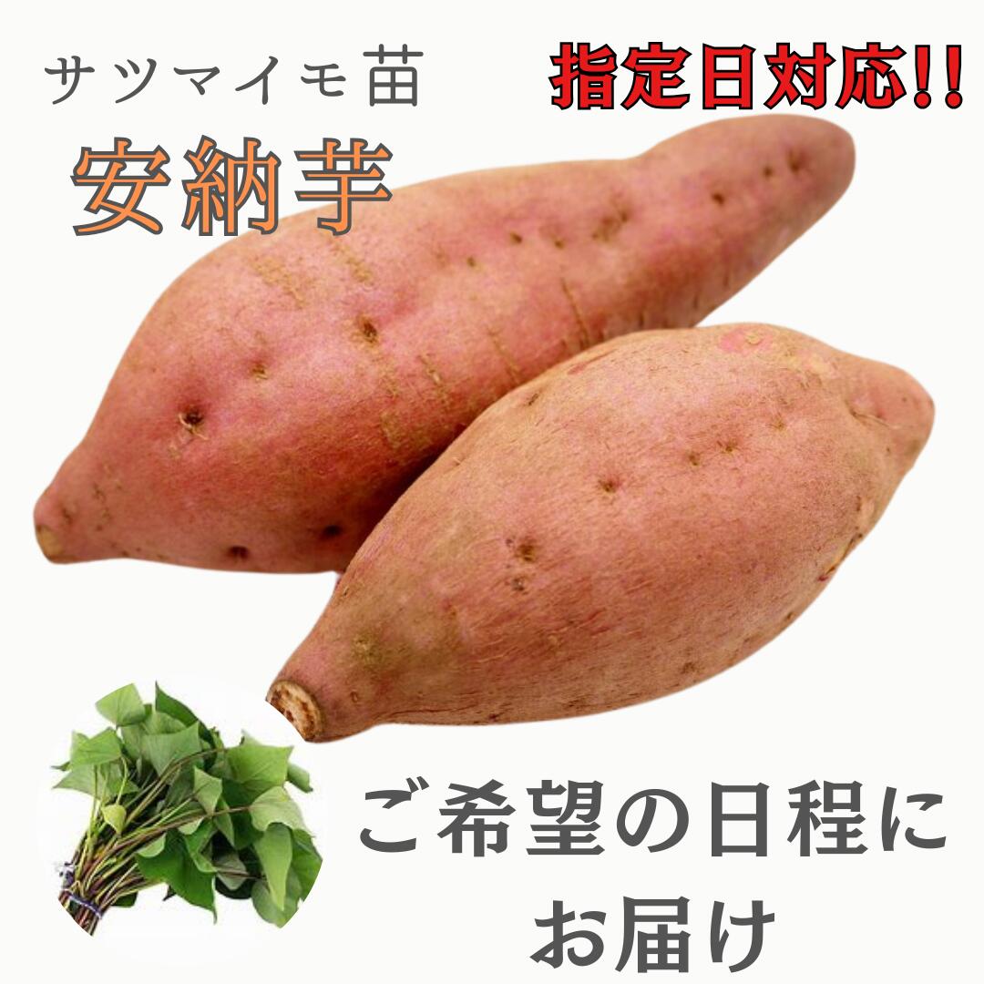 ※指定日対応　ご希望の日程にお届け　※2月早期予約特典ポイント2倍【予約販売】サツマイモ苗 【　安納芋　】 紅皮 (切り苗)