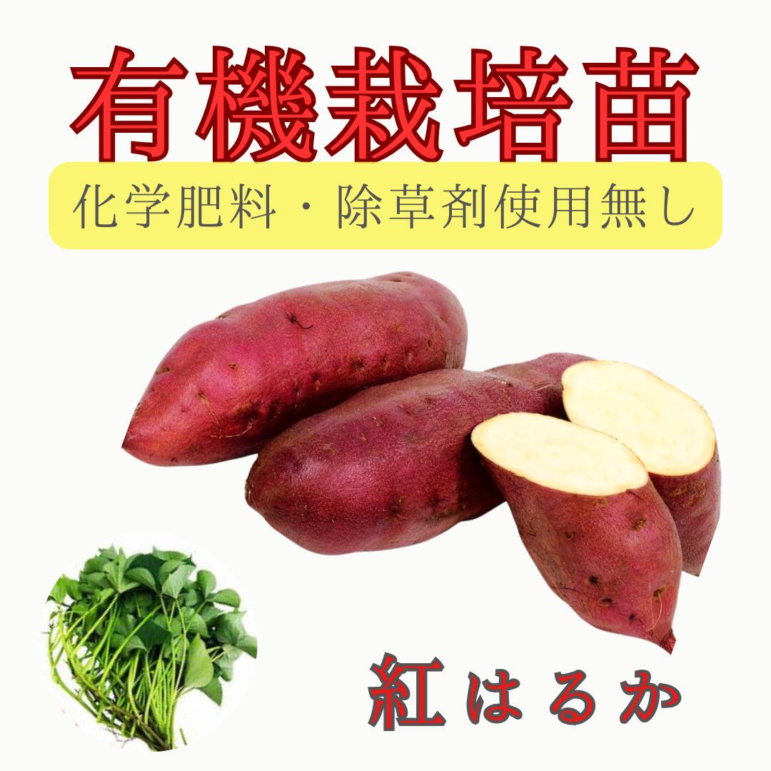 【　有機栽培　】※指定日対応　ご希望の日程にお届け　※2月早期予約特典ポイント2倍【予約販売】サツマイモ苗 【　紅はるか　 】(切り苗)