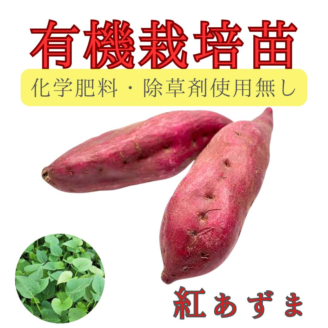 楽天市場】紅あずま 苗の通販