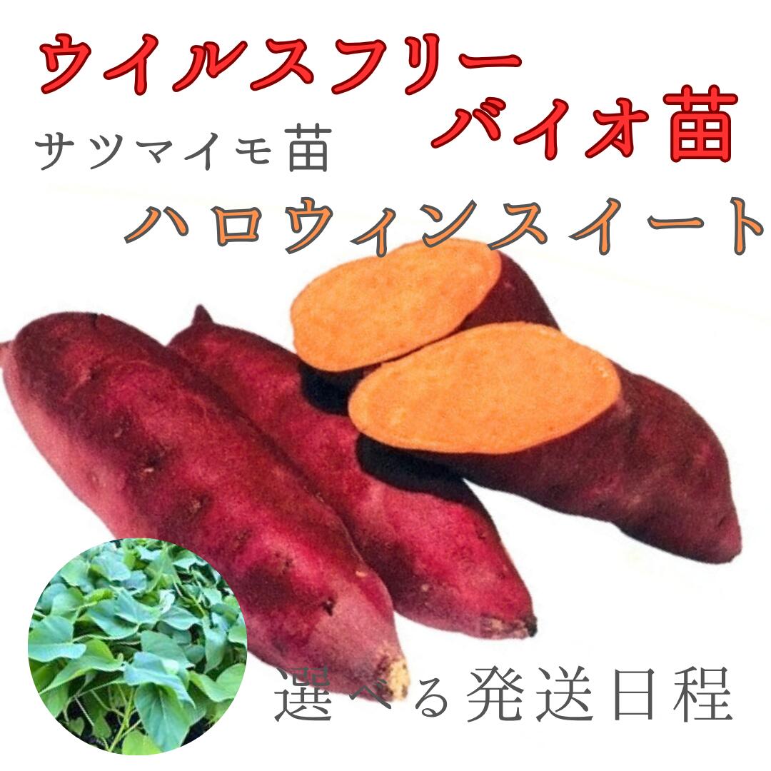 楽天市場】さつまいも ハロウィンスイート 苗の通販