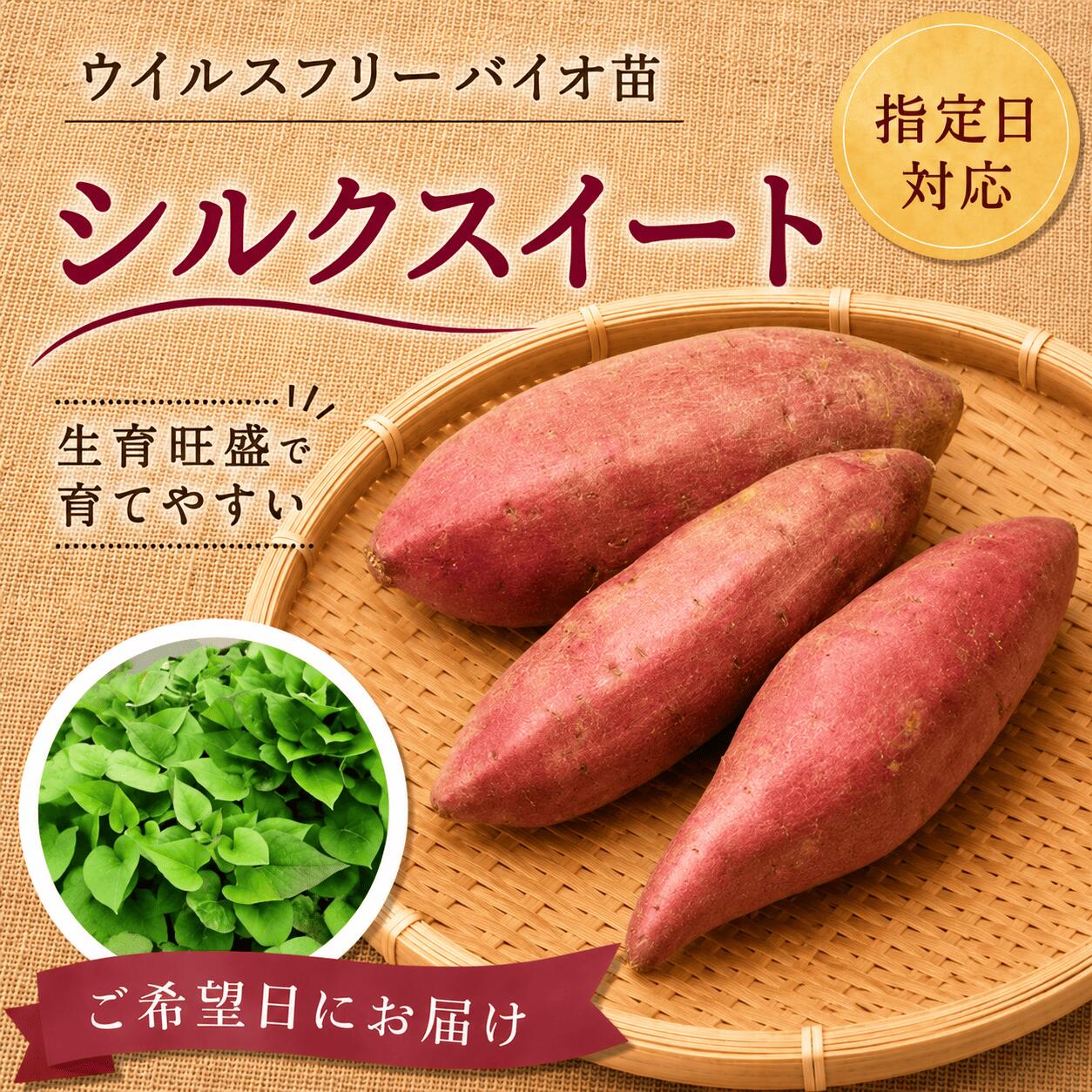 スーパーSALE対象商品※予約販売 10本から購入可能　サツマイモ苗 【シルクスイート...