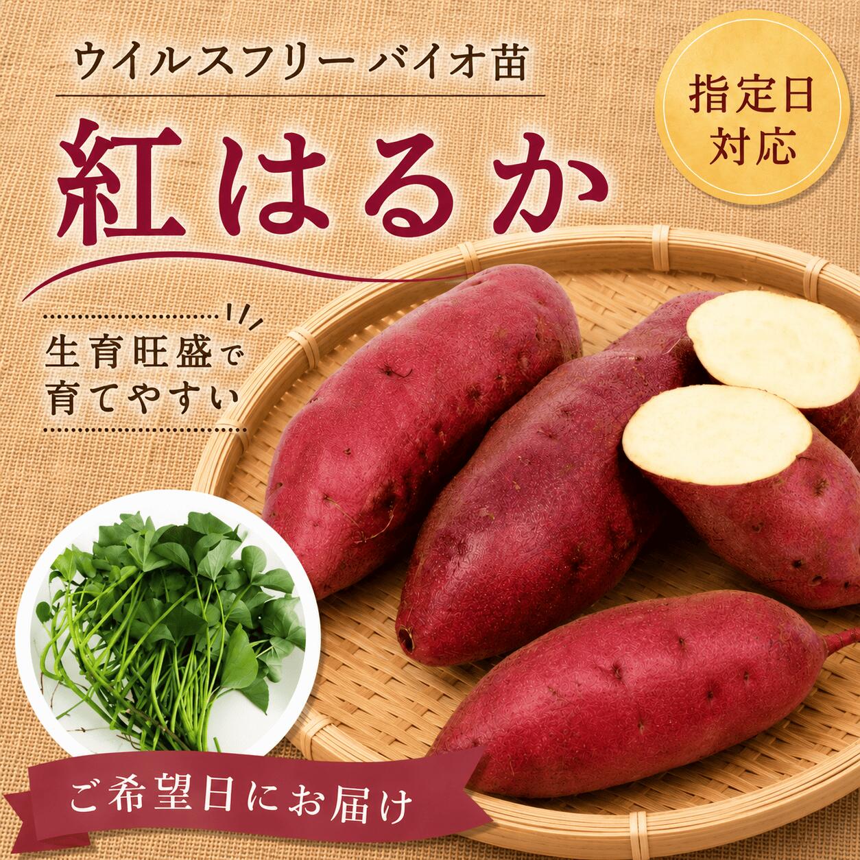 楽天市場】紅 はるか 苗 ウイルス フリーの通販