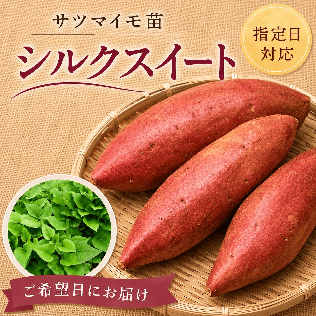 スーパーSALE対象商品【お届け日指定OK】【予約販売】【2026年発送】サツマイモ苗 ...