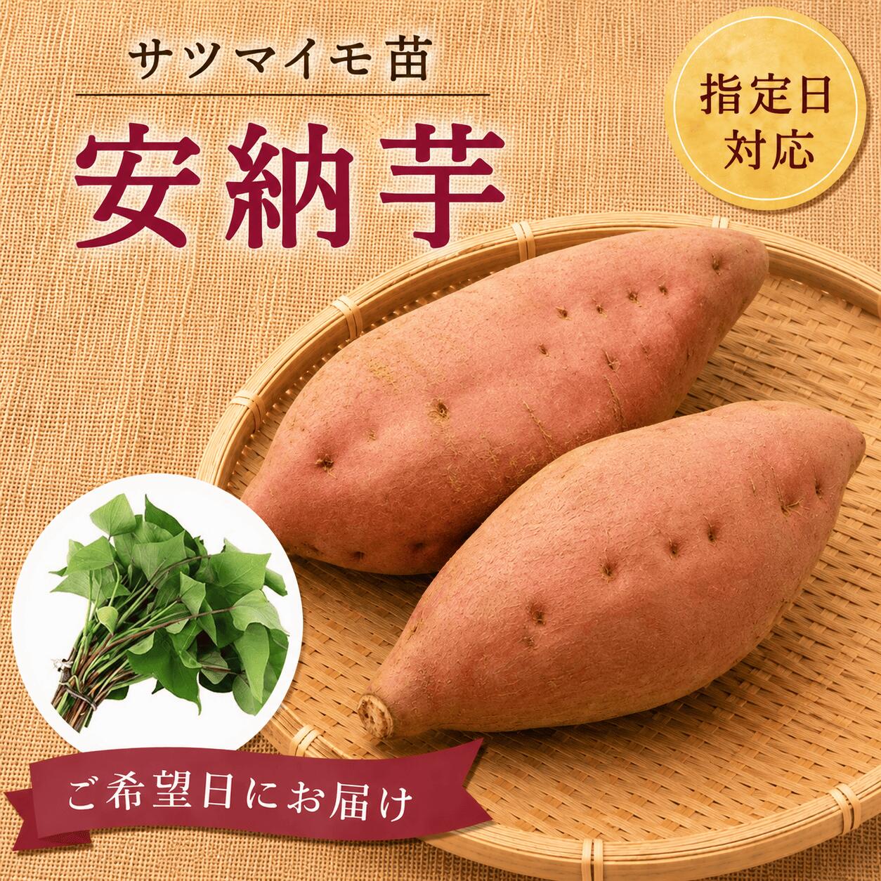 スーパーSALE対象商品【お届け日指定OK】【予約販売】【2026年発送】サツマイモ苗 安納芋 紅皮（切り苗）濃厚な甘みとねっとり食感が魅力の蜜芋。家庭菜園を楽しめます。さつまいも苗 あんのういも 焼き芋 登録品種 野菜苗 園芸 蜜いも 春植え