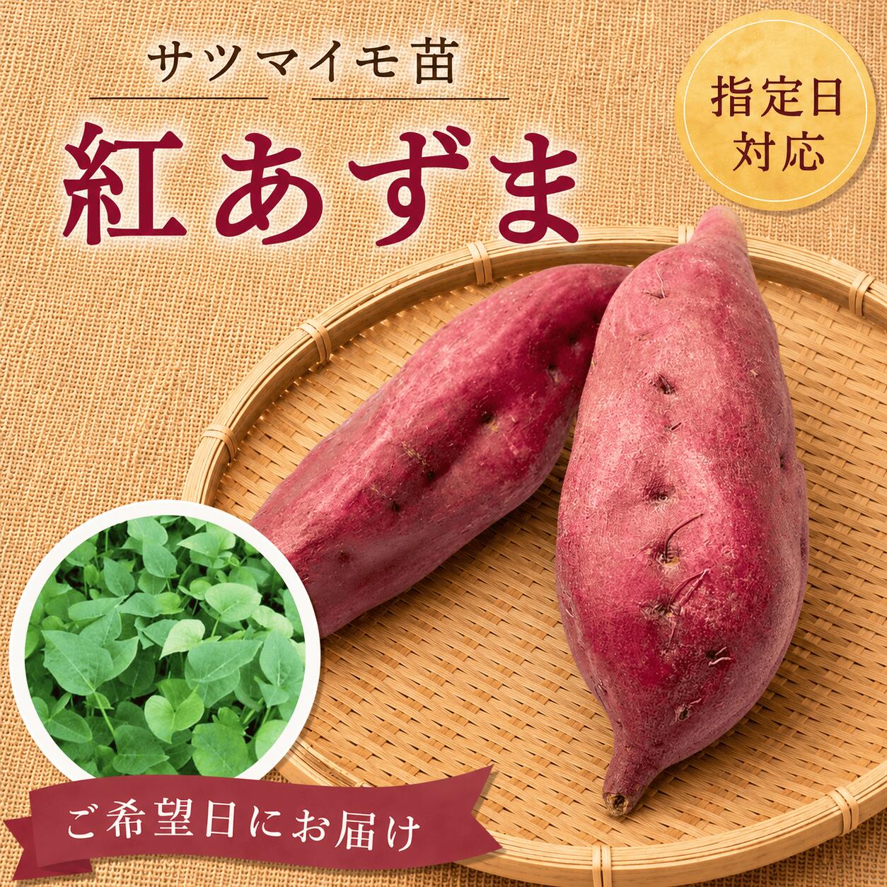 スーパーSALE対象商品【お届け日指定OK】【予約販売】【2026年発送】サツマイモ苗 ...