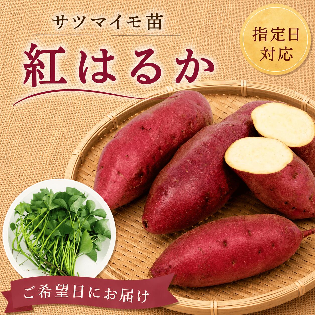 スーパーSALE対象商品【お届け日指定OK】【予約販売】【2026年発送】サツマイモ苗 紅はるか（切り苗）しっとり甘い人気の定番品種。家庭菜園で育てやすい。さつまいも苗 べにはるか 焼き芋 スイートポテト 登録品種 野菜苗 園芸 農業 初心者 春植え
