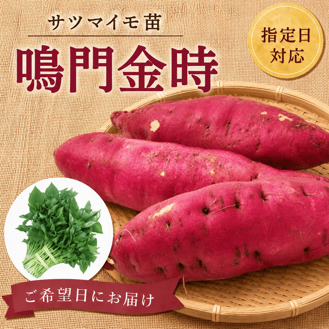 スーパーSALE対象商品【お届け日指定OK】【予約販売】【2026年発送】サツマイモ苗 ...