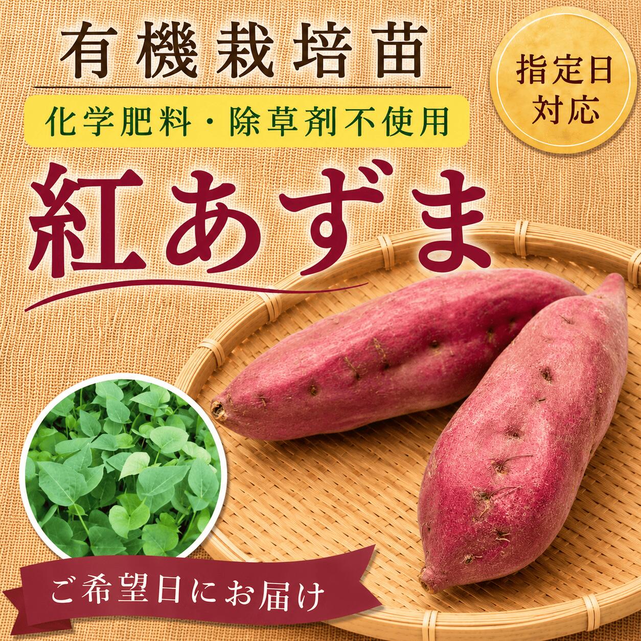 スーパーSALE対象商品【お届け日指定OK】【予約販売】【有機栽培】サツマイモ苗 紅...