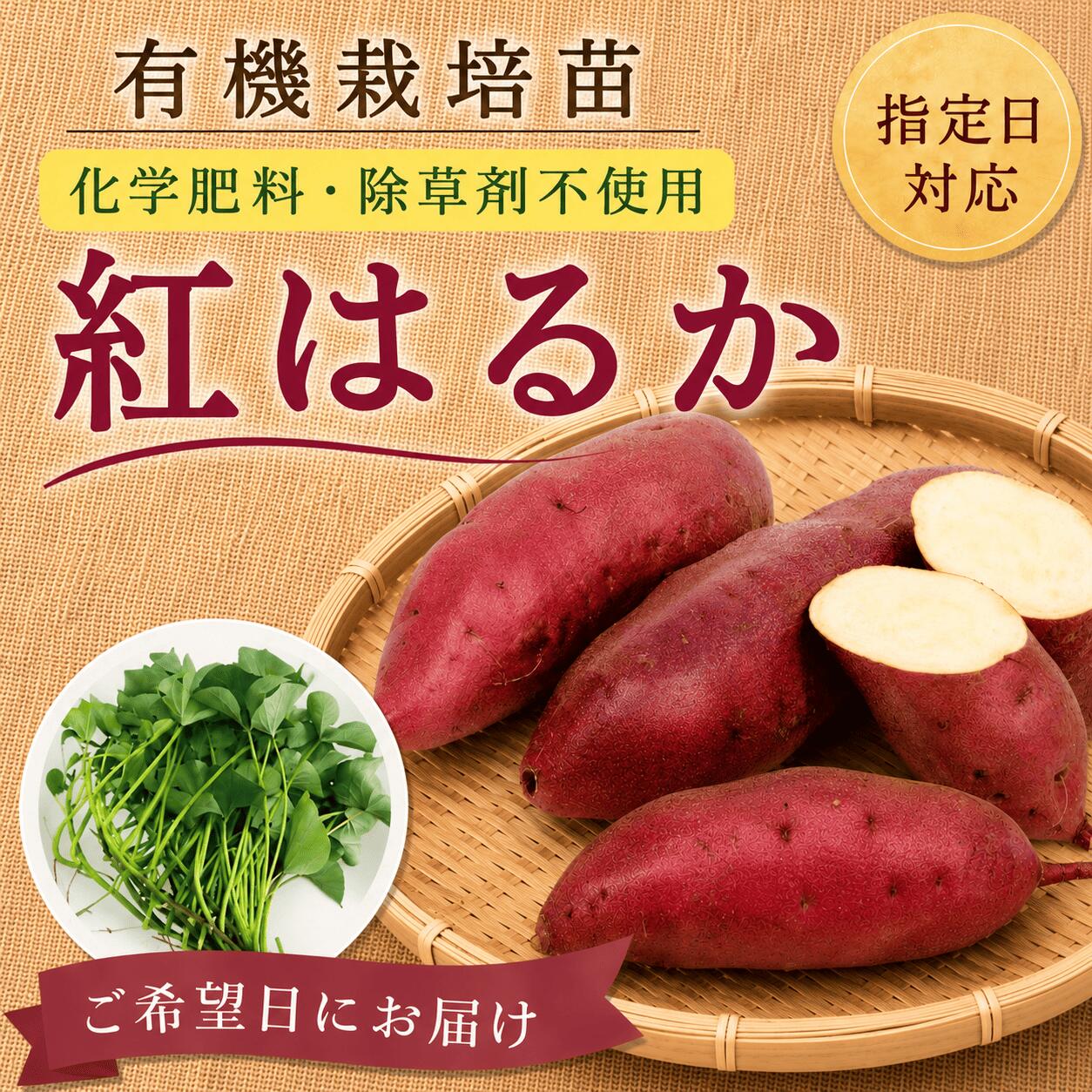 スーパーSALE対象商品【お届け日指定OK】【予約販売】【2026年発送】※有機栽培※サ...