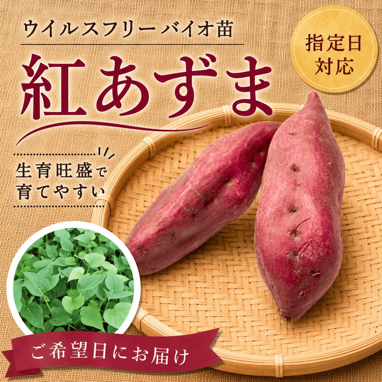 Rakuten - スーパーSALE対象商品※予約販売 10本から購入可能　サツマイモ苗 【紅あずま ウイルスフリー苗】 切り苗