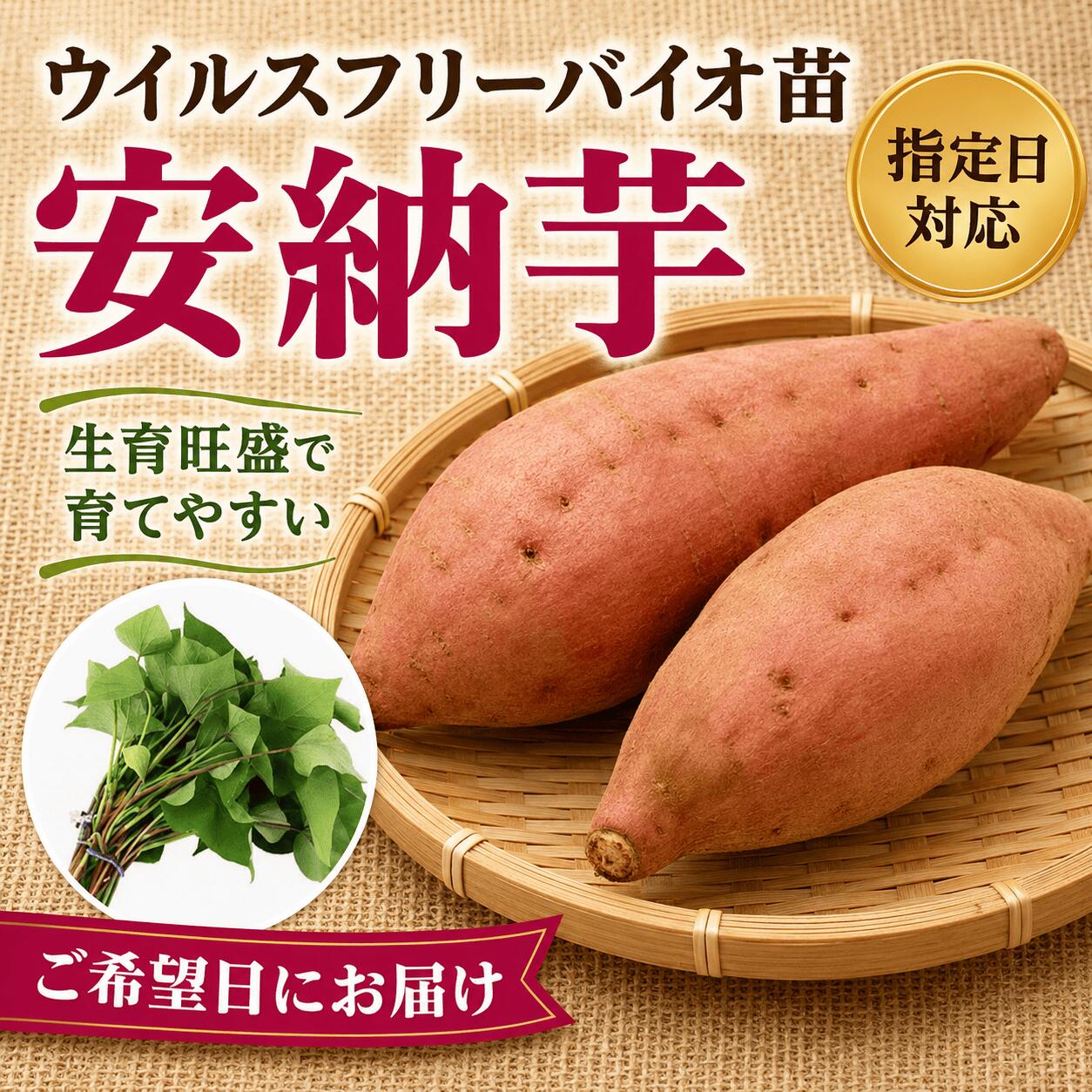 スーパーSALE対象商品※予約販売 10本から購入可能　サツマイモ苗 【安納芋 ウイル...