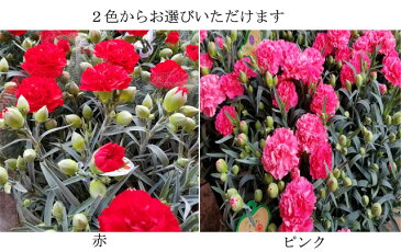 【カーネーション鉢】【送料無料】母の日 花 生花 カーネーション ピンク　赤 5号鉢 鉢花 母の日ギフト 2021