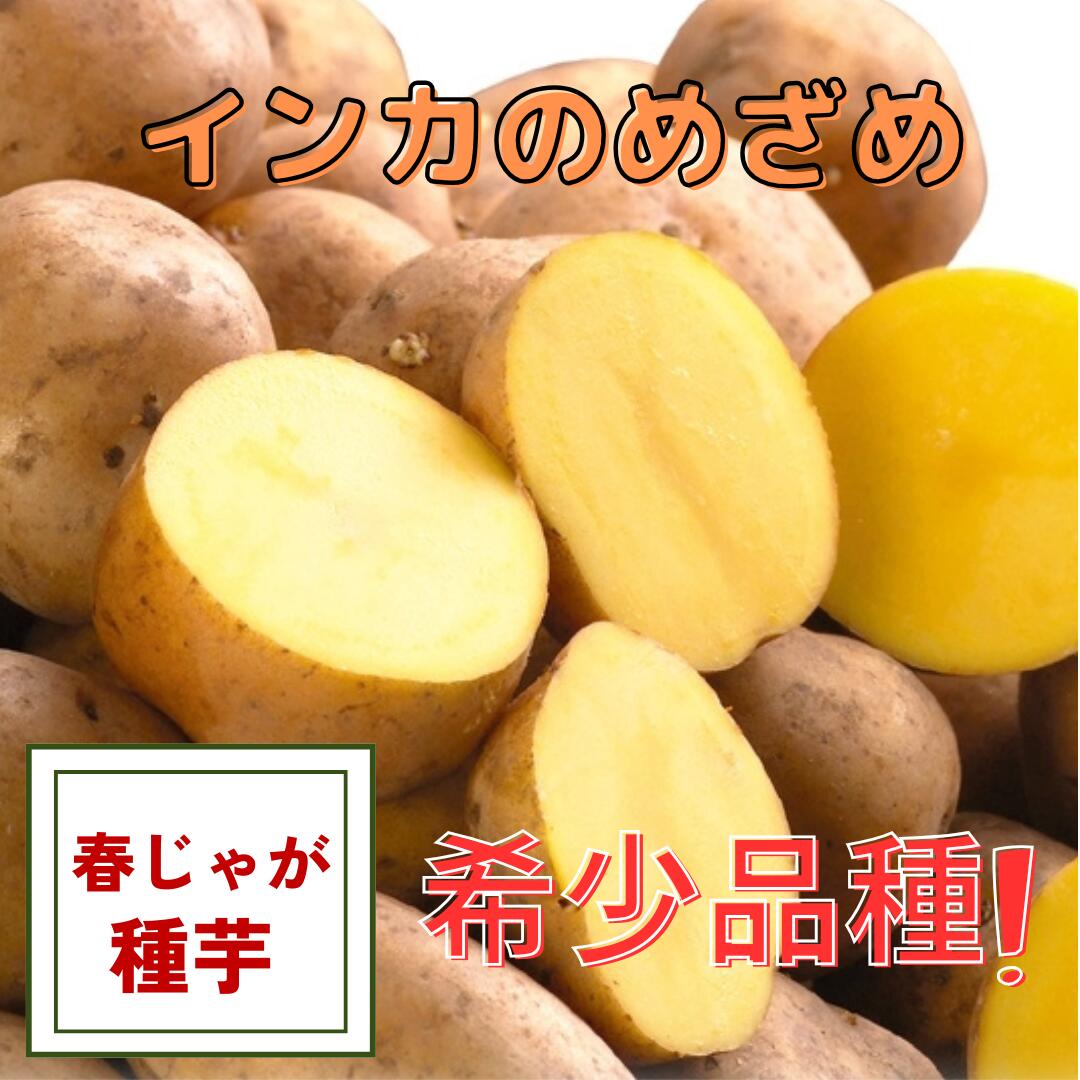 ※12月下旬頃発送予定　ジャガイモ種芋 【 インカのめざめ 】 サイズ混合