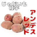 ※7月下旬~8月入荷後発送ジャガイモ種芋【 アンデス赤 】