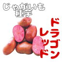 ※7月下旬~8月入荷後発送ジャガイモ種芋【 ドラゴンレッド 】2Sサイズ~