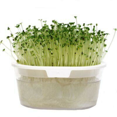 有機種子【 ケール 】小袋 （栽培用 種子 スプラウト）