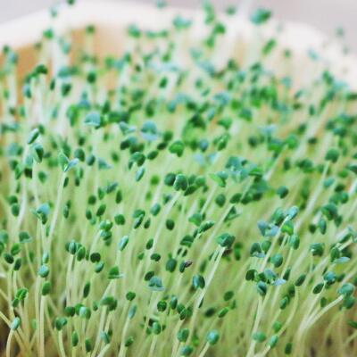 有機種子【　チアシード　】小袋 （栽培用 種子 スプラウト）