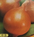 ※8月頃入荷予定 タマネギ種【 ターボ 】20ml (栽培用 種子 たまねぎ 玉ねぎ 玉ネギ 玉葱 タキイ)