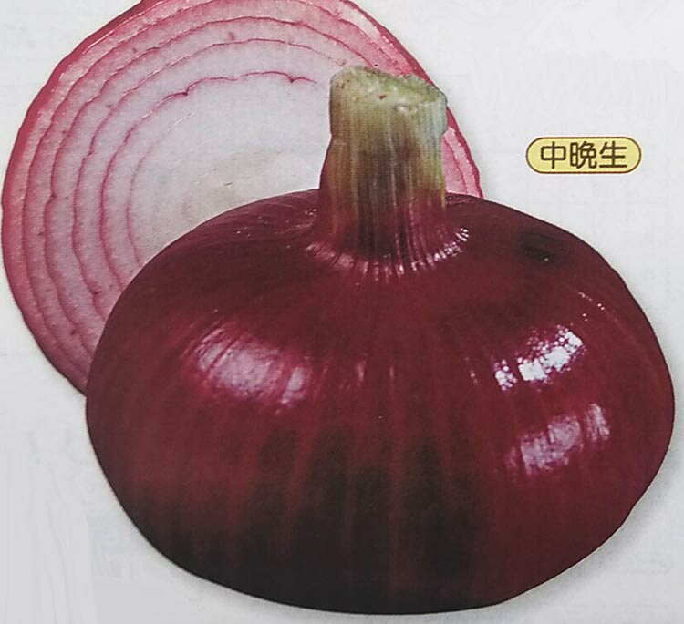 良質大玉でおいしい！生食用のレッドオニオン！ メーカー：タキイ種苗 【特徴】 ○首が細く長いので、切り玉にも吊り玉にも適します。 ○玉の外皮は赤紫色で、厚みのあるへん円大玉にそろいます。 ○トウ立ちや分球が少なくて作りやすく、8月まで貯蔵が可能です。■まき時と収穫期
