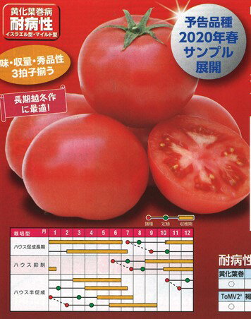 〈500粒〉トマト種【　TYプリマドンナ　】ナント種苗