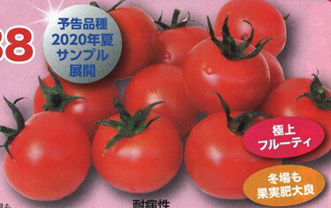 メーカー：ナント種苗 【特性】 ・糖度高く、フルーティ。食味レベルは非常に高い。 ・果実の硬さは花鳥風月と同程度に硬い。 ・草勢は強く、低温期にも草勢維持が容易。節間長はやや短く、草丈は花鳥風月と同程度かやや低め。 ・早生で収穫が早く、かつ低段から花数が多いので、年内の収量も見込める分、トータルの収量性も高い。 ・果実肥大が良く、冬季にもM・Lサイズで出しやすい。 ・耐裂果性で他の慣行品種より裂皮が少ない。ガク落ちも僅少。 ・黄化葉巻病(イスラエル・マイルド両系統)の他、葉かび病、斑点病、萎凋病レース1・2、半身萎凋病、ToMV(2a)、ネコブセンチュウに抵抗/耐病性。 【栽培のポイント】 ・厳寒期の肥大が良好な分、草勢のついた低段を中心に大きめの果実サイズになる傾向があるので、初期の窒素肥効を抑え気味に。