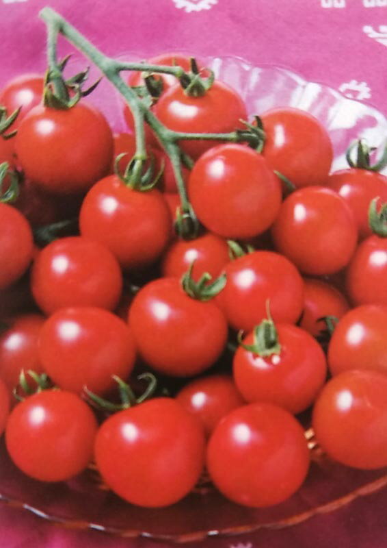 爆安セール ミニトマト種 Cfココ 1000粒 栽培用 種子 生産者向け 農林水産省登録品種 品種名 Ttm043 50 Off Diplomaticeg Com