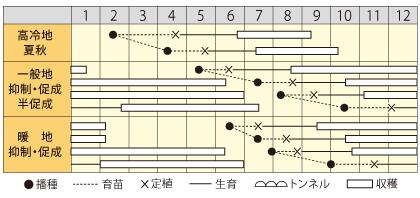 ミニトマト種【　デコジョーヌ　】（栽培用 種子 丸種 ）