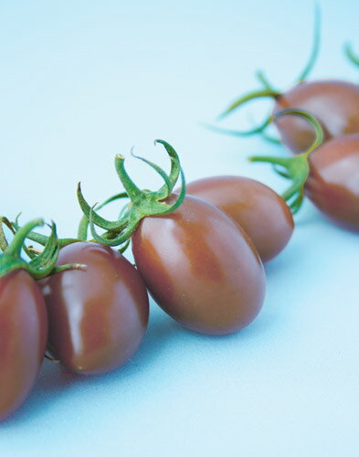 �ߥ˥ȥޥȼ�ڡ����ץꥬ���륺���ۡʺ����� ��� �ȥ������ġ�