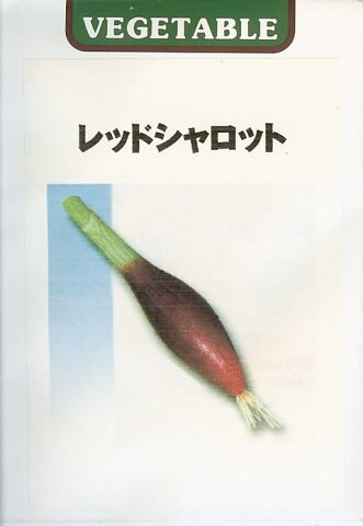 エシャロット種世界の野菜種　レッドシャロット（3ml）らっきょう ラッキョウ