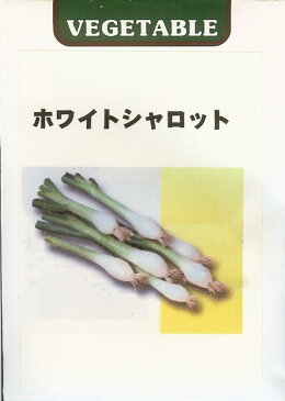 エシャロット種世界の野菜種　ホワイトシャロット（3ml）らっきょう ラッキョウ