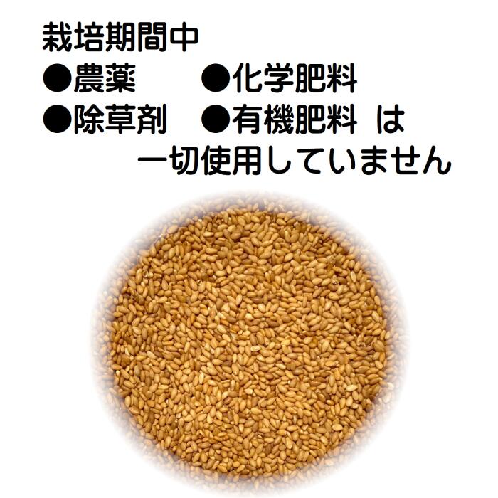 国産 金ごま 100g×3 焙煎済栽培期間中農薬完全不使用で育てられた四国香川県産野菜安心安全、国産のゴマは大変貴重【メール便配送】ポスト投函 国産
