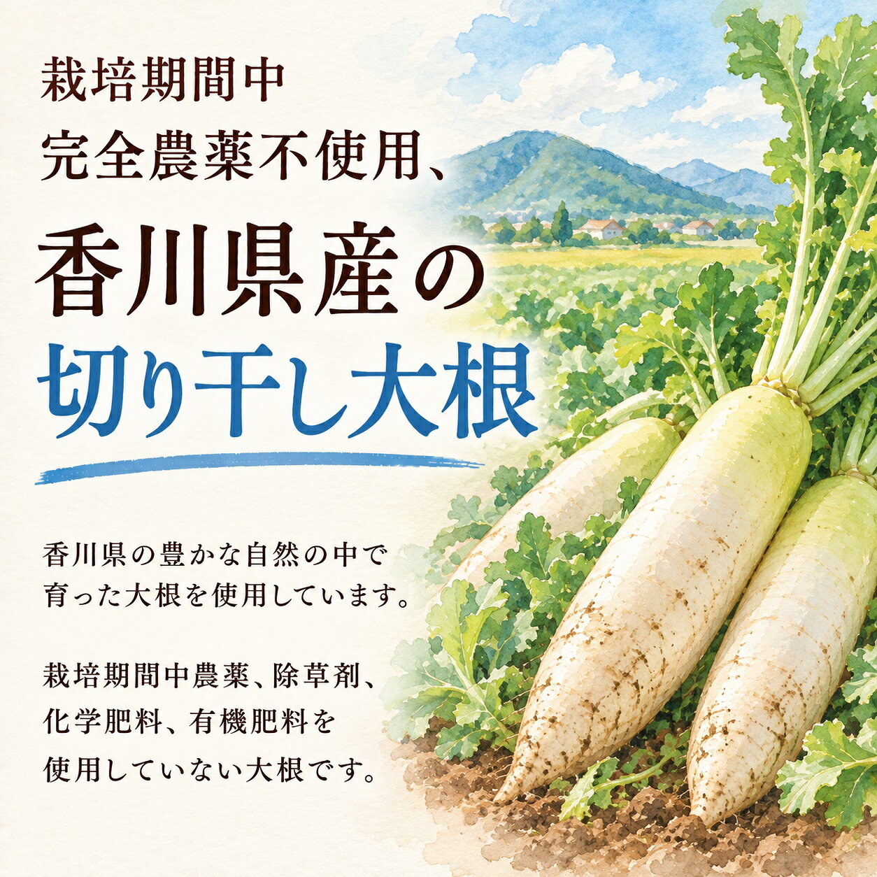 香川県産 切り干し大根 100g 栽培期間中農薬完全不使用 天日干し 国産 切干大根 農薬・除草剤・化学肥料・有機肥料不使用 ぬか床の水分調整にも メール便配送 ソーシャルギフト対応 eギフト対応 mitubachikai-10000149 安心食品のみつばち一番亭 サンプル画像3