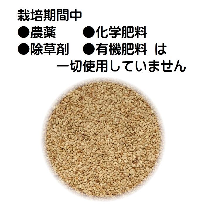 国産 白ごま 100g×3 焙煎済（煎りごま）栽培期間中農薬完全不使用で育てられた四国...