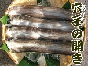 冷凍アナゴ開き2kg（Lサイズ5〜6枚位）【穴子・あなご】【北海道・本州・四国・九州は送料無料】【徳用】【数量限定】