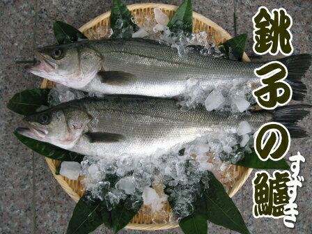 鮮度抜群！銚子のスズキ【1尾1.5-2kg】【北海道・本州・四国・九州は送料無料】