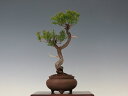 盆栽 真柏 (糸魚川)【ミニ盆栽 小品盆栽 松柏盆栽 ギフト お買い得商品】 盆栽専門店 三浦培樹園