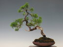 盆栽 真柏 (糸魚川)【ミニ盆栽 小品盆栽 松柏盆栽 人気商品 代引手数料無料 】 盆栽専門店 三浦培樹園