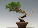 盆栽 真柏 (糸魚川)【ミニ盆栽 小品盆栽 松柏盆栽 人気商品 代引手数料無料 】 盆栽専門店 三浦培樹園
