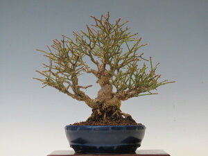 盆栽 こまゆみ【ミニ盆栽 小品盆栽 雑木盆栽 人気商品 代引手数料無料】 盆栽専門店 三浦培樹園