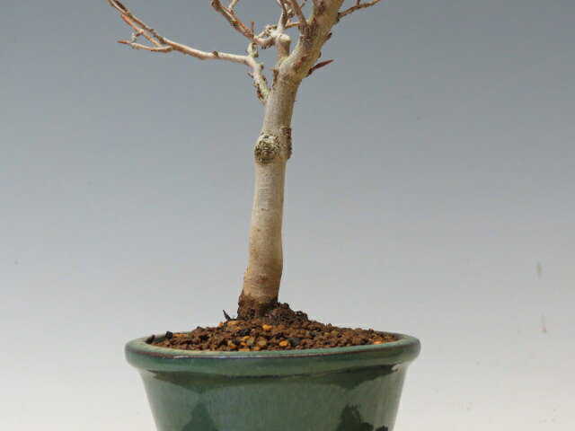 thum2