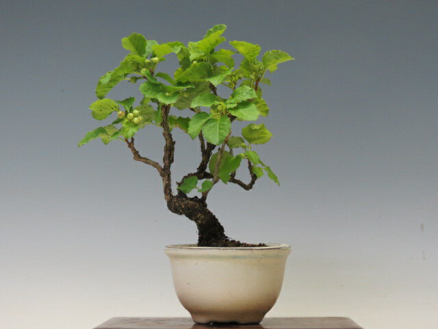 盆栽 岩つる梅もどき【ミニ盆栽 小品盆栽 実物盆栽 ギフト お買い得商品】 盆栽専門店 三浦培樹園