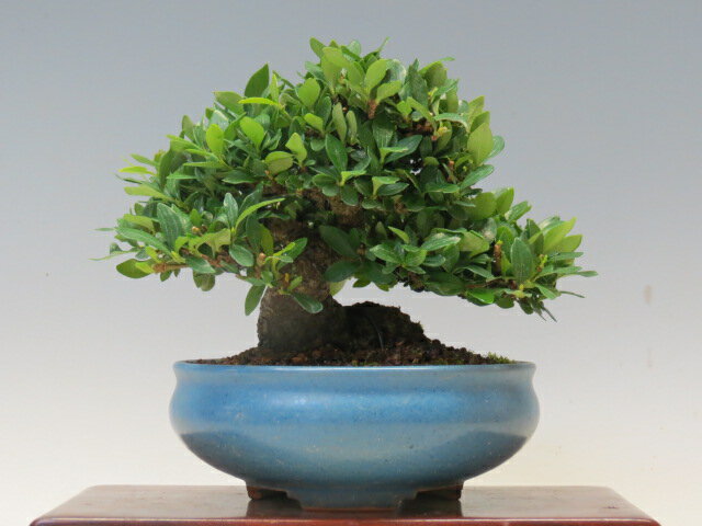 盆栽 くちなし 【ミニ盆栽 小品盆栽 雑木盆栽 人気商品 代引手数料無料 】 盆栽専門店 三浦培樹園