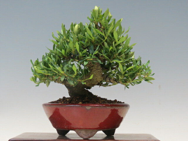 盆栽 くちなし（清誉） 【ミニ盆栽 小品盆栽 雑木盆栽 人気商品 代引手数料無料 】 盆栽専門店 三浦培..