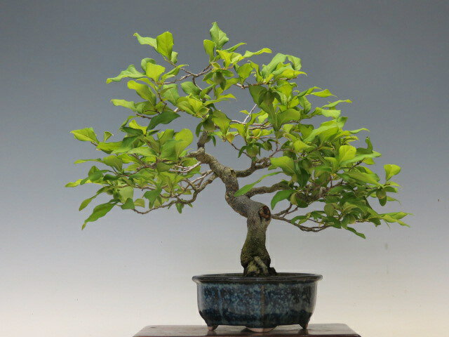 盆栽 ろうや柿（都獅子） 【ミニ盆栽 小品盆栽 実物盆栽 人気商品 代引手数料無料 】 盆栽専門店 三浦培樹園
