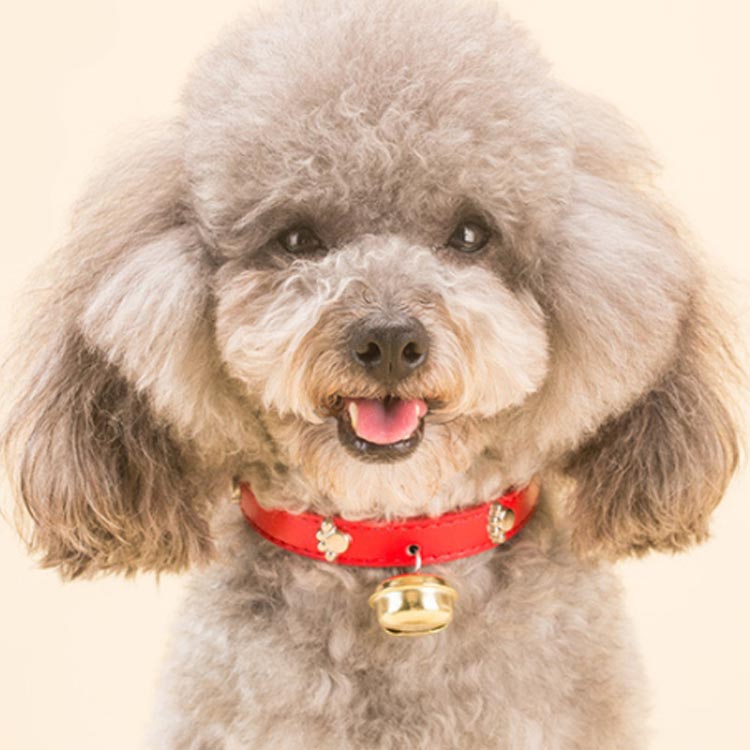 全4サイズ4色 猫 首輪 小型犬 超小型犬 PUレザー 可愛い ペット用品 鈴付 肉球 骨 ...