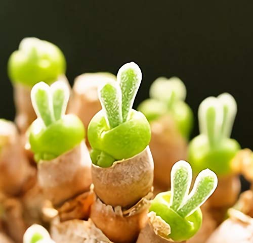 【多肉植物】うさ耳モニラリアの種 10粒 育て方の説明書付 Monilaria cactus　モニラリア　cactus