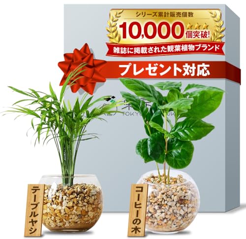 東京寿園 ハイドロカルチャー 観葉植物 2点セット 本物 ミニ 土を使わない 卓上 テーブルヤシ コーヒーの木